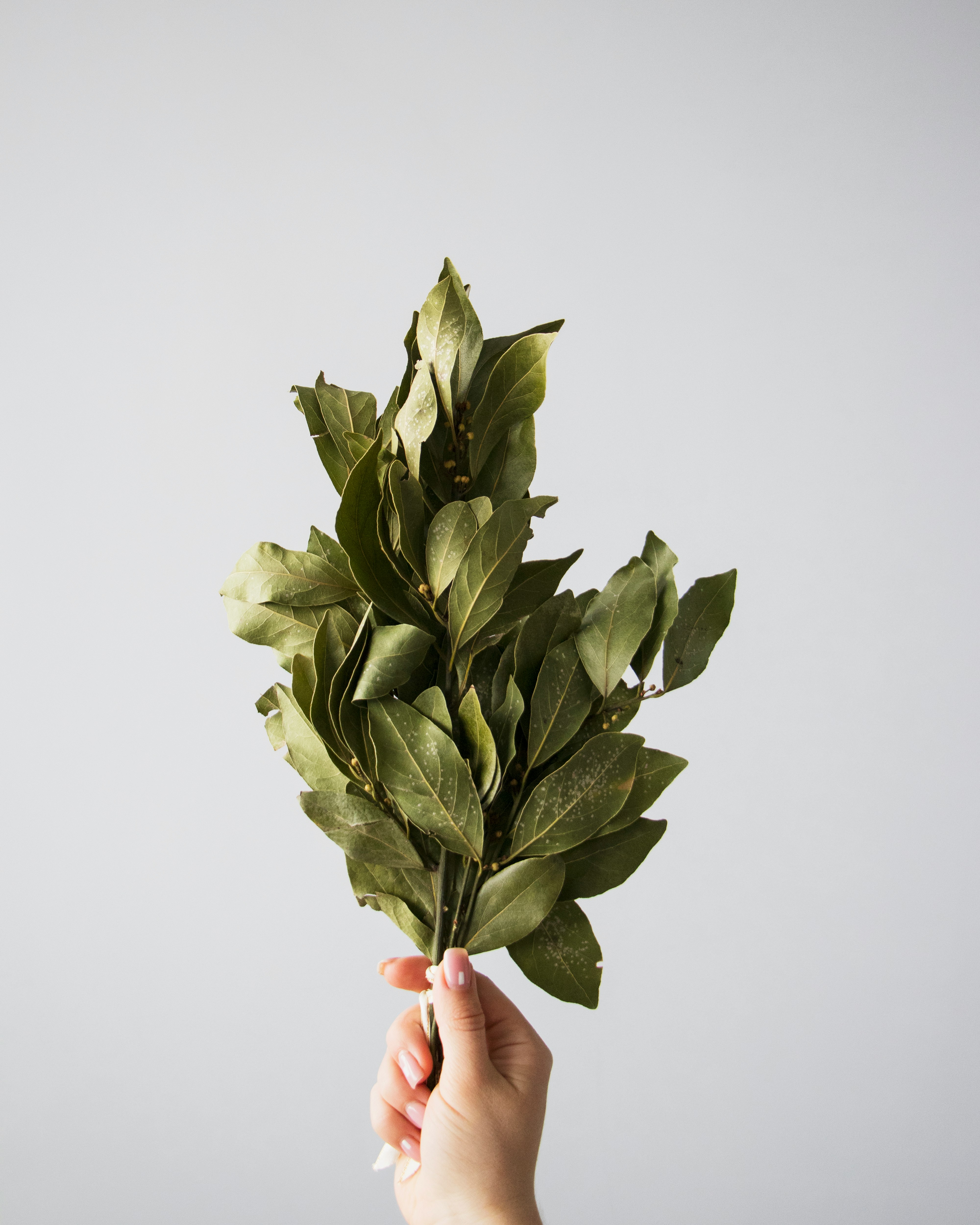 person holding green flower bouquet